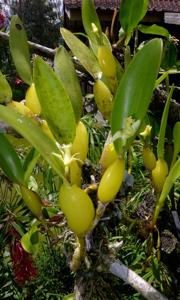 Dendrobium nativitatis