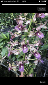 Dendrobium nindii