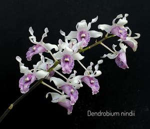 Dendrobium nindii