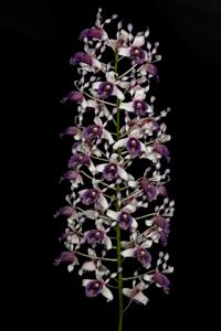 Dendrobium nindii