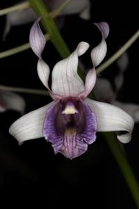 Dendrobium nindii