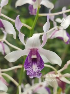 Dendrobium nindii