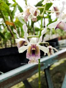 Dendrobium nindii