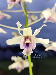 Dendrobium nindii