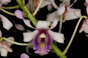 Dendrobium nindii