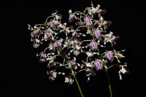 Dendrobium nindii