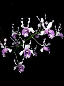 Dendrobium nindii