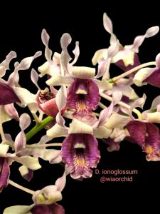 Dendrobium nindii