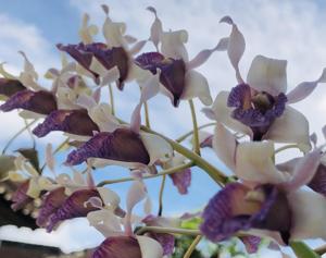 Dendrobium nindii