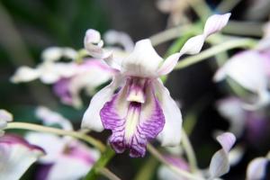 Dendrobium nindii