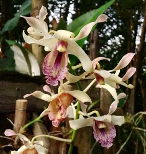 Dendrobium nindii