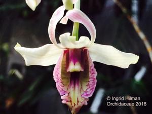 Dendrobium nindii