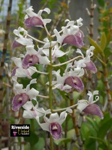 Dendrobium nindii