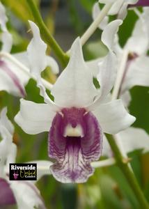 Dendrobium nindii