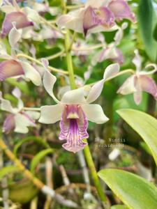 Dendrobium nindii