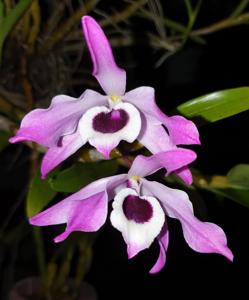 Dendrobium nobile