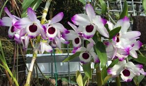 Dendrobium nobile