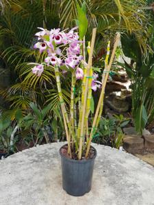 Dendrobium nobile