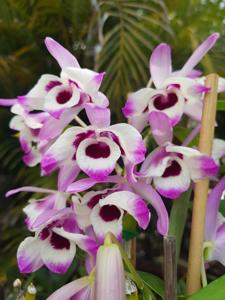 Dendrobium nobile