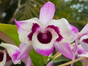 Dendrobium nobile