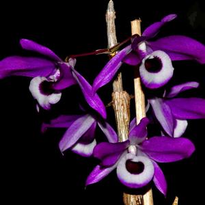 Dendrobium nobile