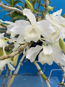 Dendrobium nobile