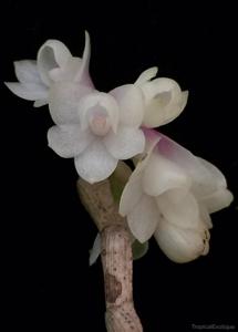 Dendrobium obtusum