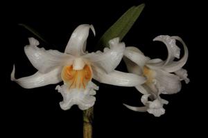 Dendrobium ochraceum