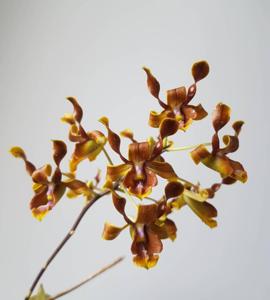 Dendrobium odoardi