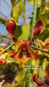 Dendrobium odoardi