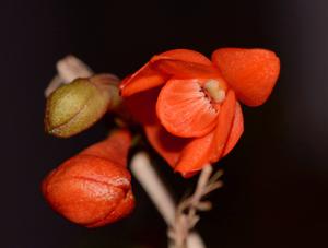 Dendrobium oreodoxa