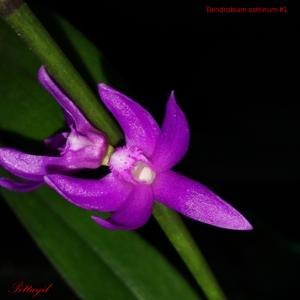 Dendrobium ostrinum