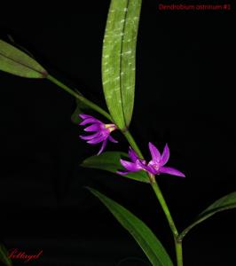 Dendrobium ostrinum