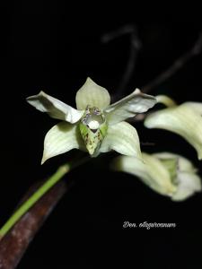 Dendrobium otaguroanum