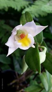 Dendrobium ovipostoriferum