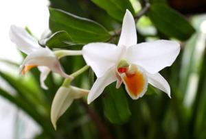 Dendrobium ovipostoriferum