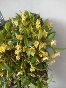 Dendrobium pachyphyllum