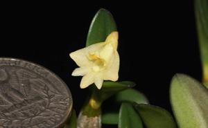 Dendrobium pachyphyllum