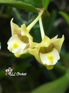 Dendrobium pachyphyllum
