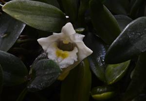 Dendrobium pachyphyllum
