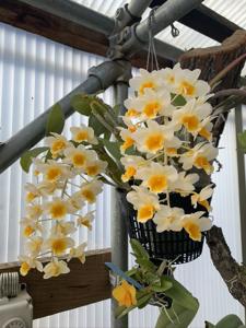 Dendrobium palpebrae