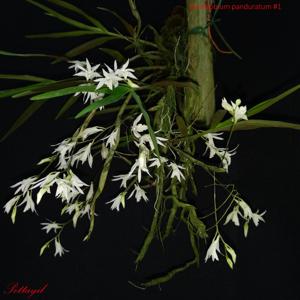 Dendrobium panduratum