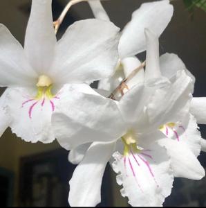 Dendrobium papilio