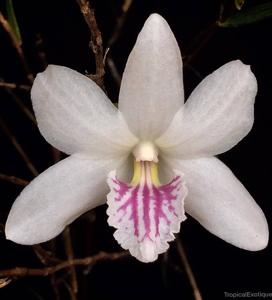 Dendrobium papilio