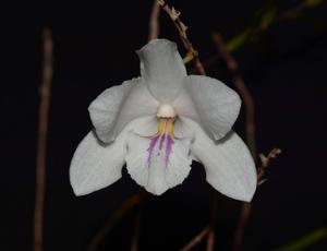 Dendrobium papilio