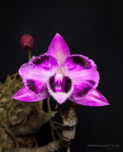 Dendrobium parishii