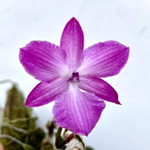 Dendrobium parishii