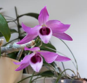 Dendrobium parishii