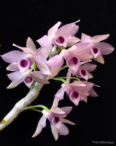 Dendrobium parishii