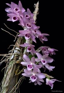 Dendrobium parishii